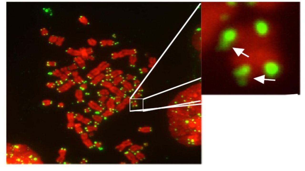 What Controls the Tips of Our Chromosomes?