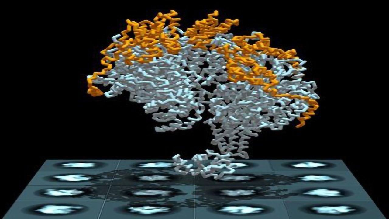 Unraveling DNA Replication Mysteries