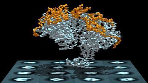 Unraveling DNA Replication Mysteries