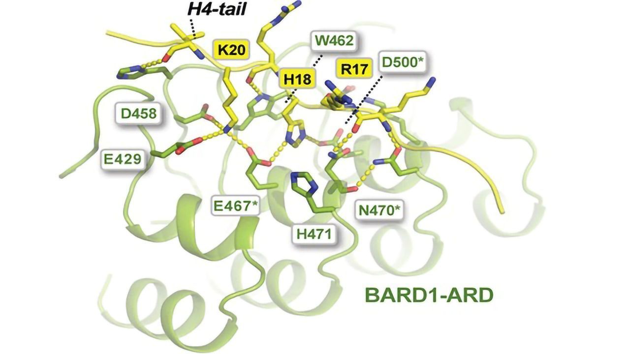 Going Fishing in the Protein Pond Using Histones as Bait