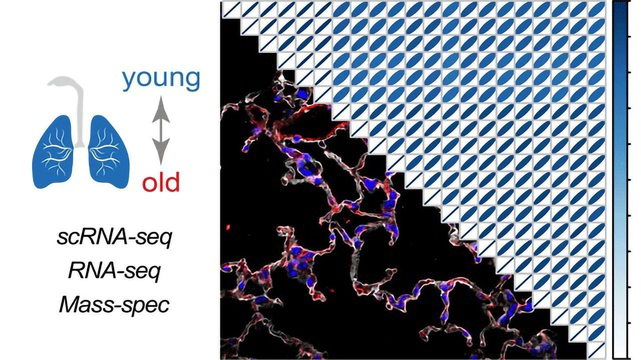 Cell Atlas of the Aging Lung