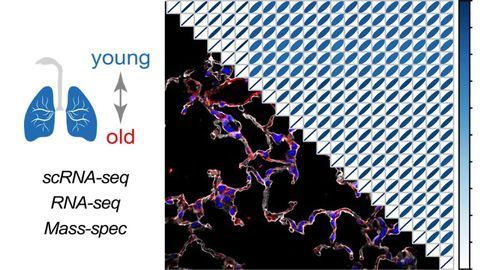 Cell Atlas of the Aging Lung