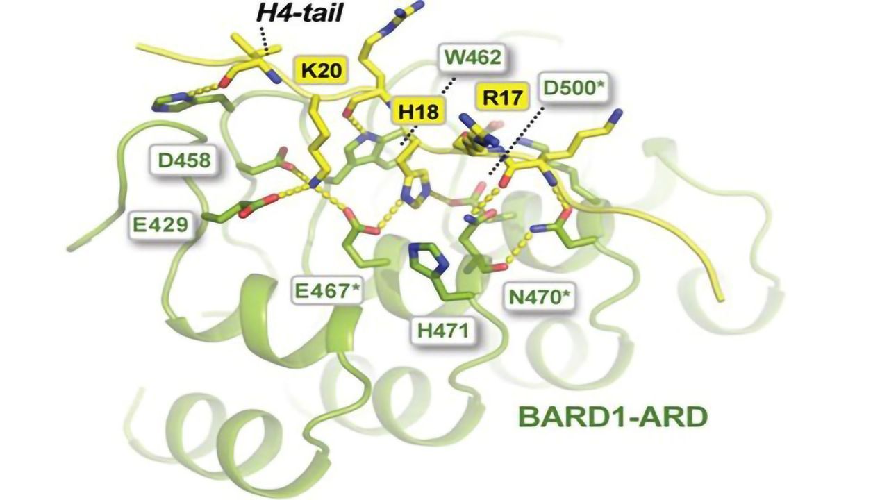 DNA Repair: Fishing in the Protein Pond With Histone Bait