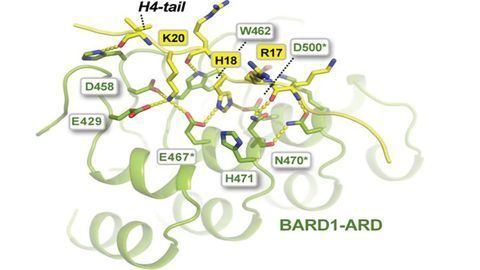 DNA Repair: Fishing in the Protein Pond With Histone Bait