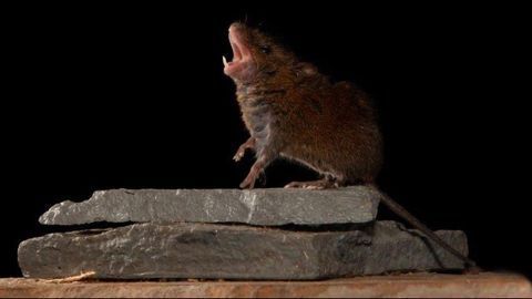 The Songs of Singing Mice May Help Unlock How the Brain Processes Conversation
