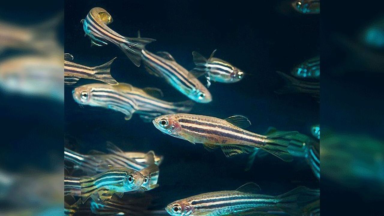 Parade Gene Controls Pigment Stem Cells in Zebrafish