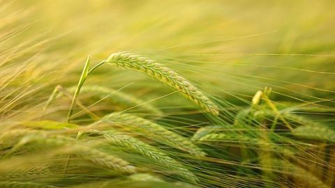 Plant Versus Pathogen
