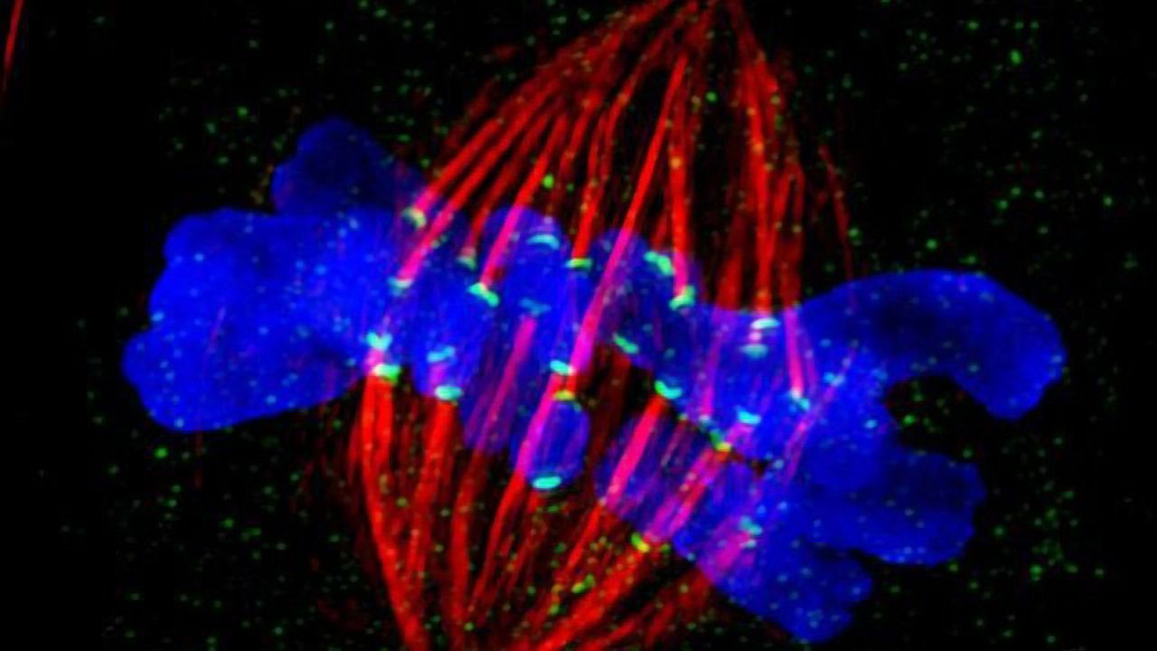 Cell Division Machinery Does Double Duty as Builder of Neurons