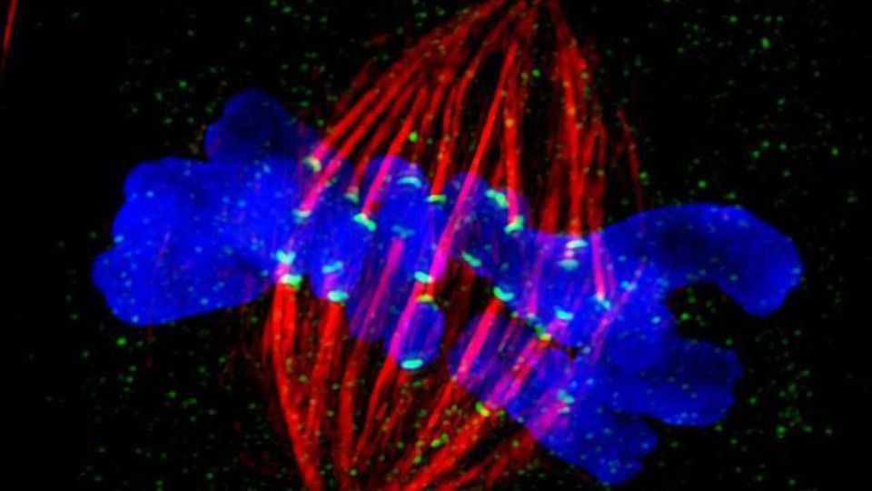 Cell Division Machinery  Does Double Duty as Builder of Neurons content piece image