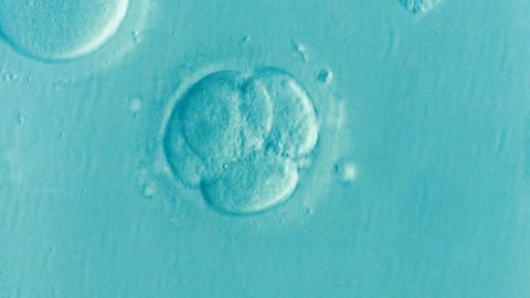 Embryos’ Signaling Proteins Go With the Flow