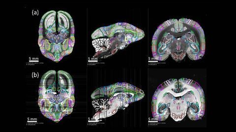 Neural Map Details the Primate Connectome