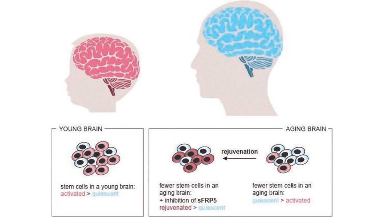 Quiescence Maintains Neural Stem Cell Maintenance in Aging Brain