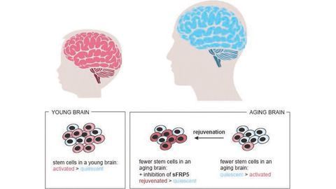 Quiescence Maintains Neural Stem Cell Maintenance in Aging Brain
