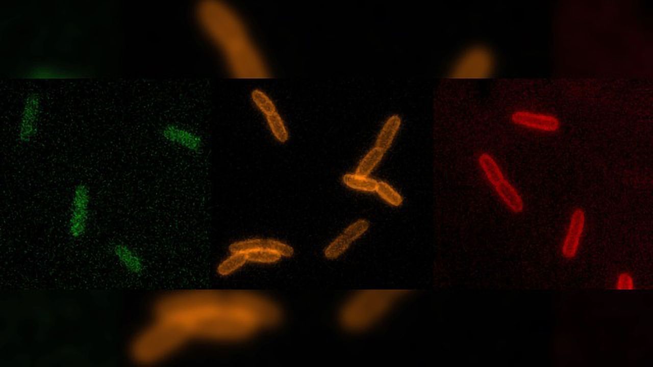 Real-time Footage of Living Bacteria Aids Antibiotic Hunt