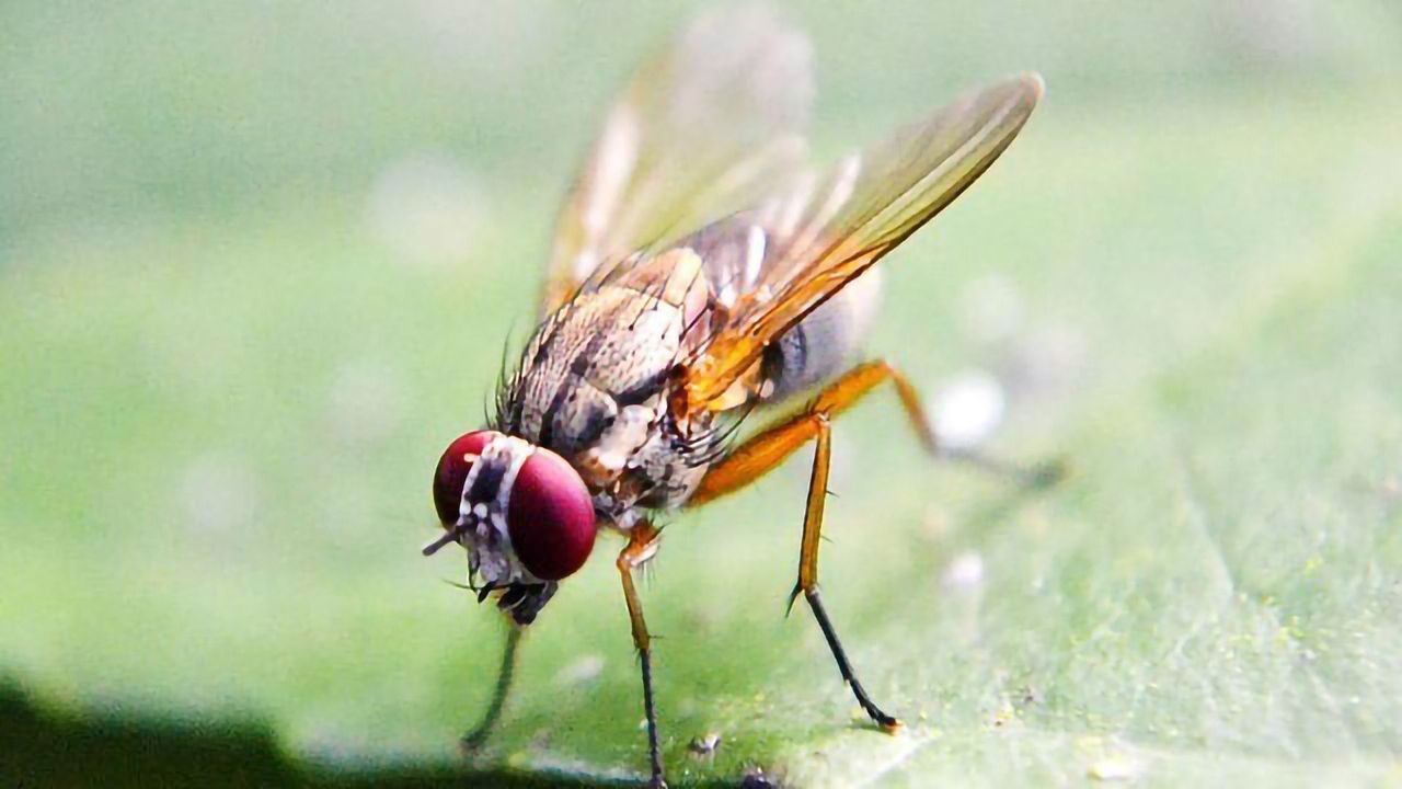 Exploring the Genes Underpinning Evolution