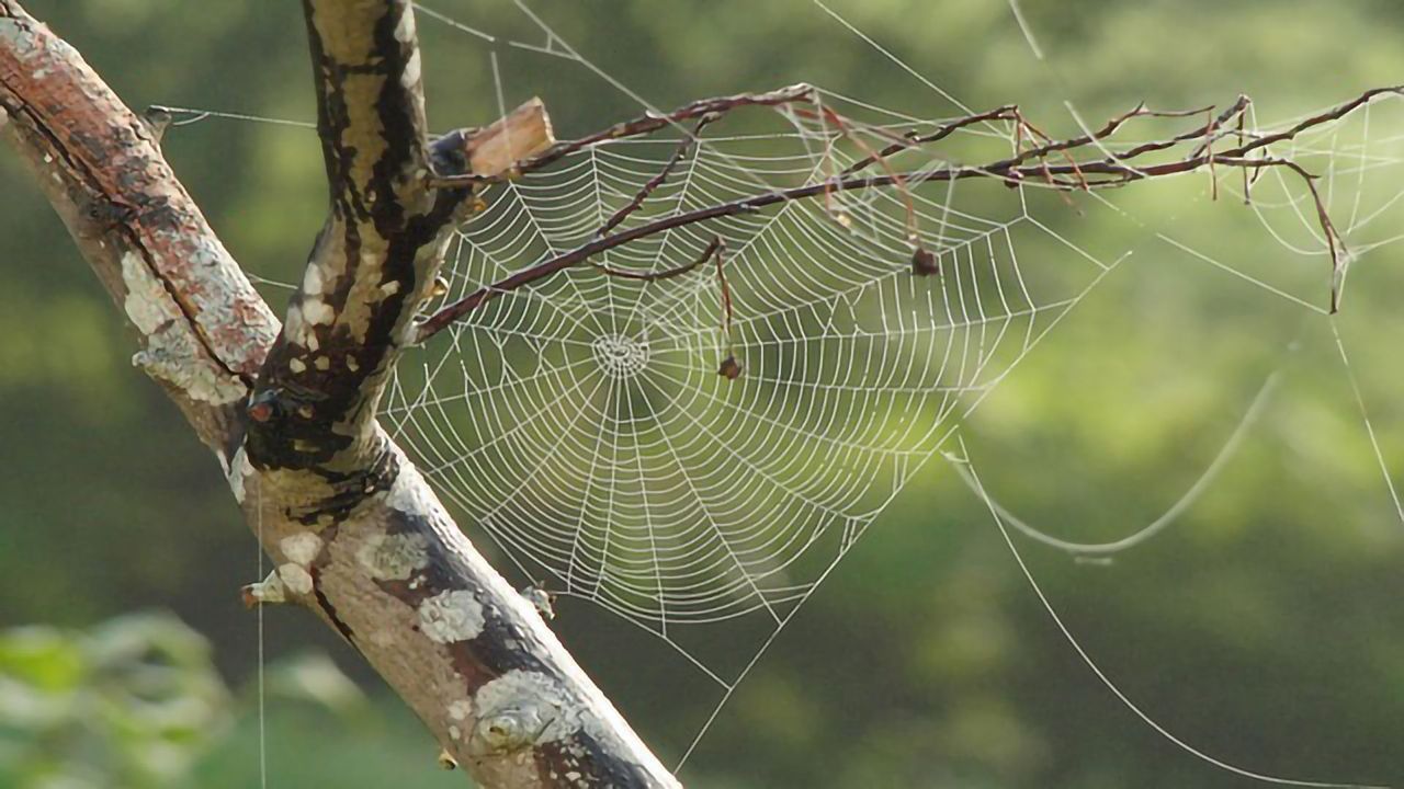 Spider Silk Could Be Used As Robotic Muscle