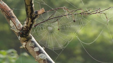 Spider Silk Could Be Used As Robotic Muscle