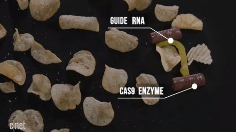 CRISPR Gene Editing Explained – With Snacks!