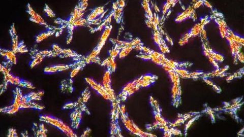 Psychedelic Microdosing in Rats Shows Beneficial Effects