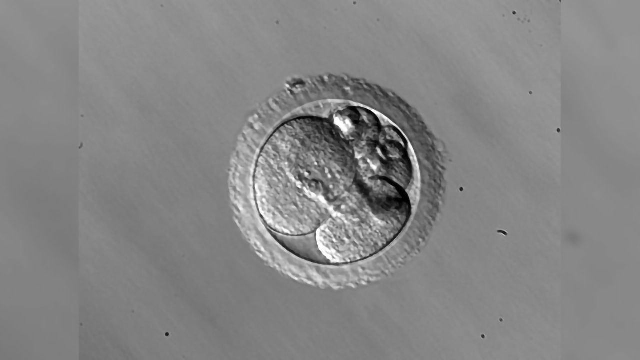 Are Mosaic Embryos the "Dark Horse" of IVF?
