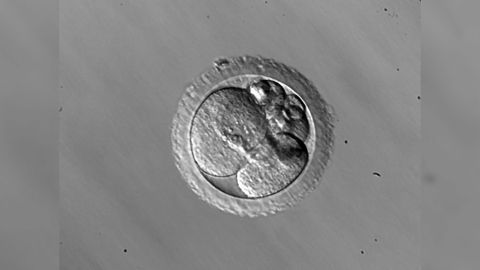 Are Mosaic Embryos the "Dark Horse" of IVF?