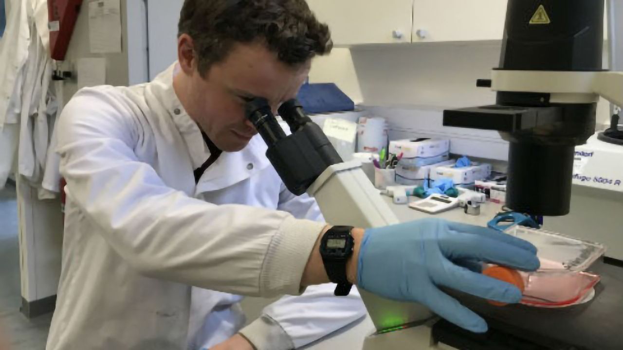 Immune System Puts the "Brakes" On