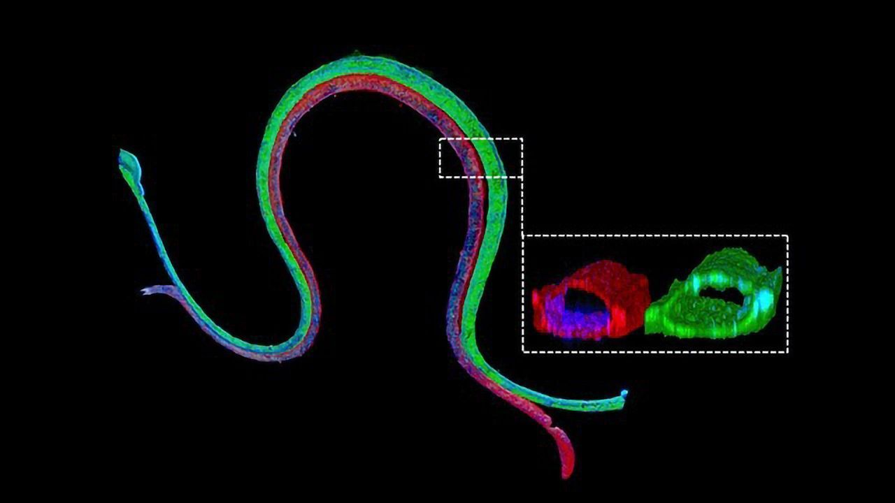 3D Bioprinted Tubules Mimic Kidney Reabsorption