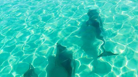 Bachelor Pod: Male Dolphins Group Together When Wooing Females