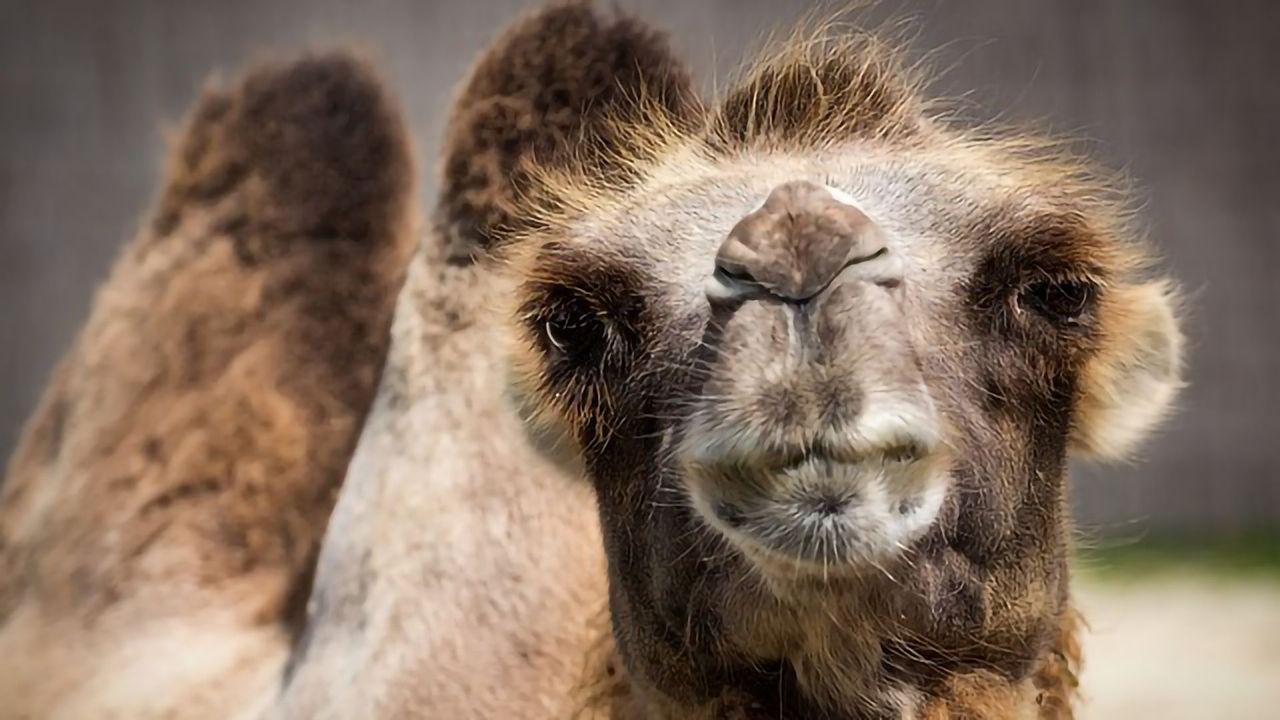 Immunizing Camels to Help Allergy Sufferers