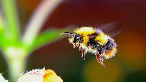 Genetics May Help Us Save the Bees