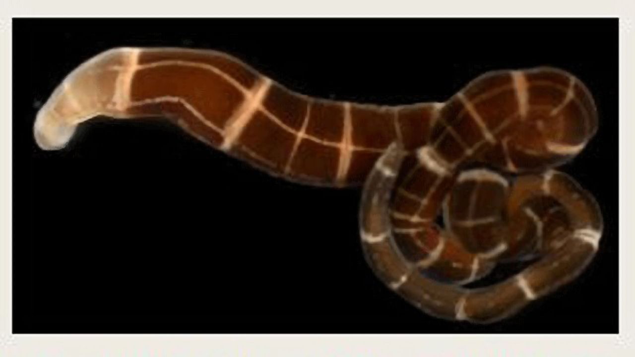 Marine Worms With Head Regeneration Capabilities Turn Heads