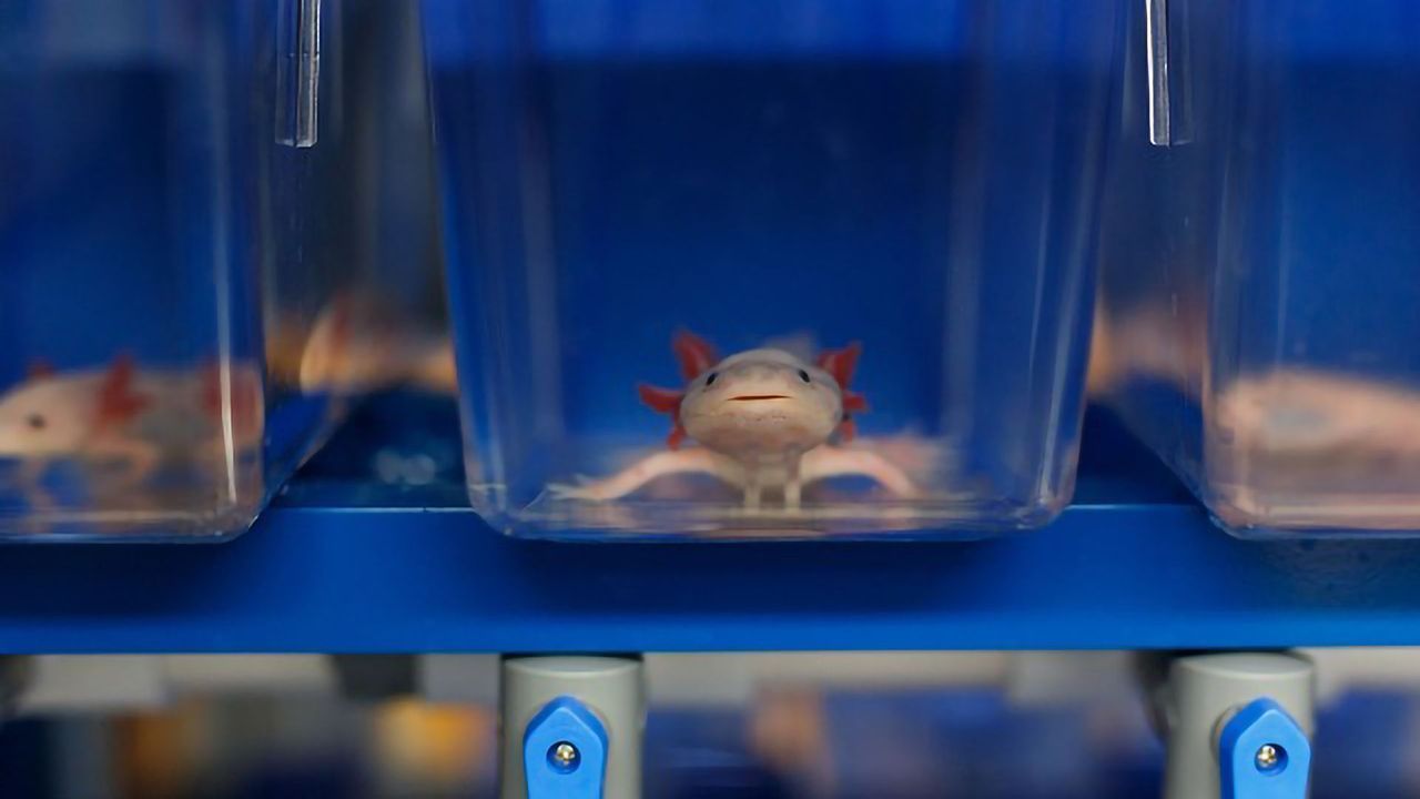 How Do Axolotls Regenerate Their Spinal Cord?