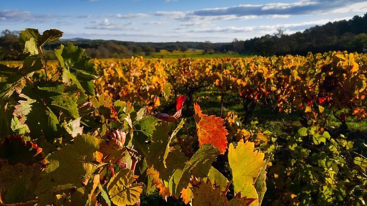 Eco-vineyards Help Negate Negative Impacts of Environmental Change on Bird Populations