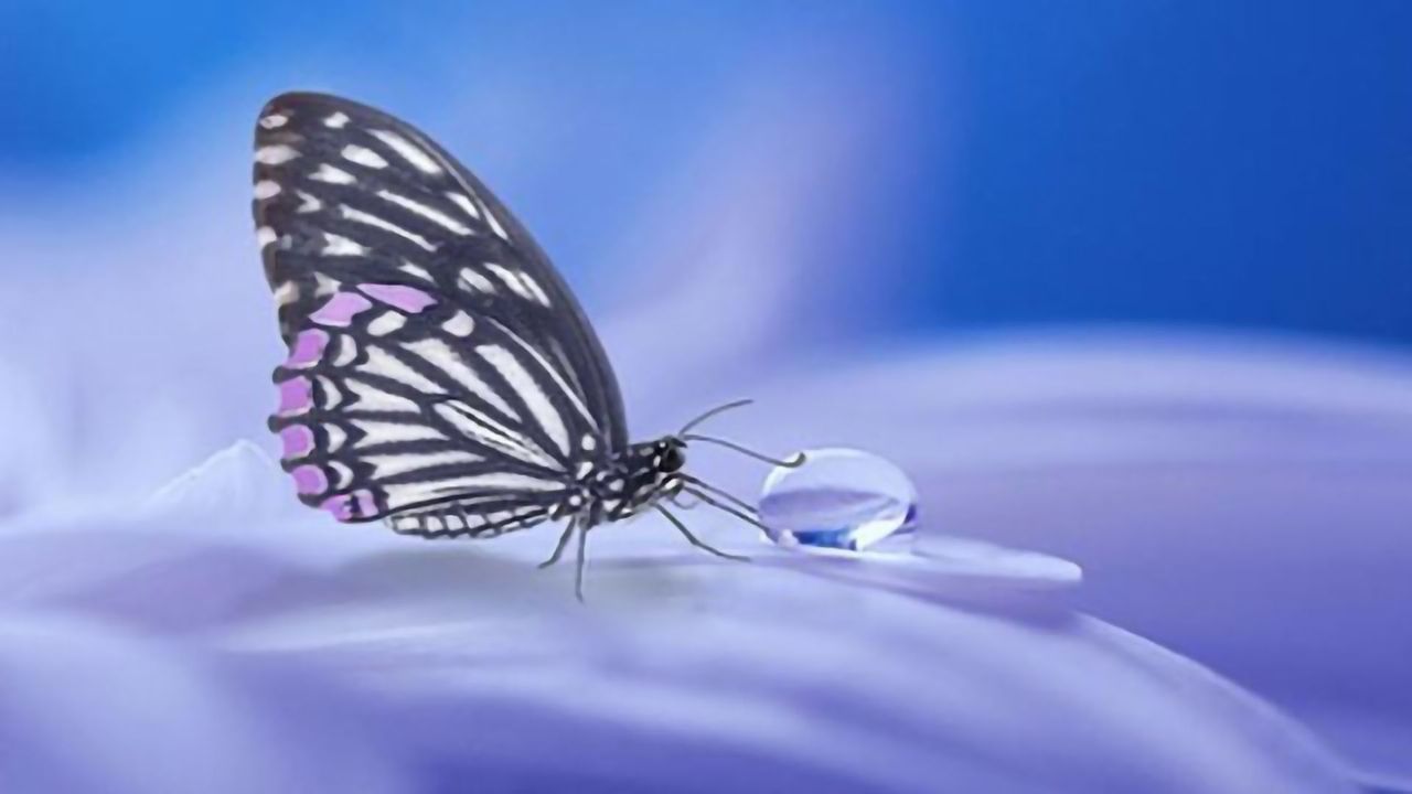 Treatment for Cancer in Butterfly Disease Set to Start Clinical Trials