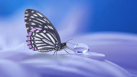 Treatment for Cancer in Butterfly Disease Set to Start Clinical Trials