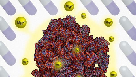 Surprise Survival Mechanism That Allows Bacteria to Evade Antibiotics