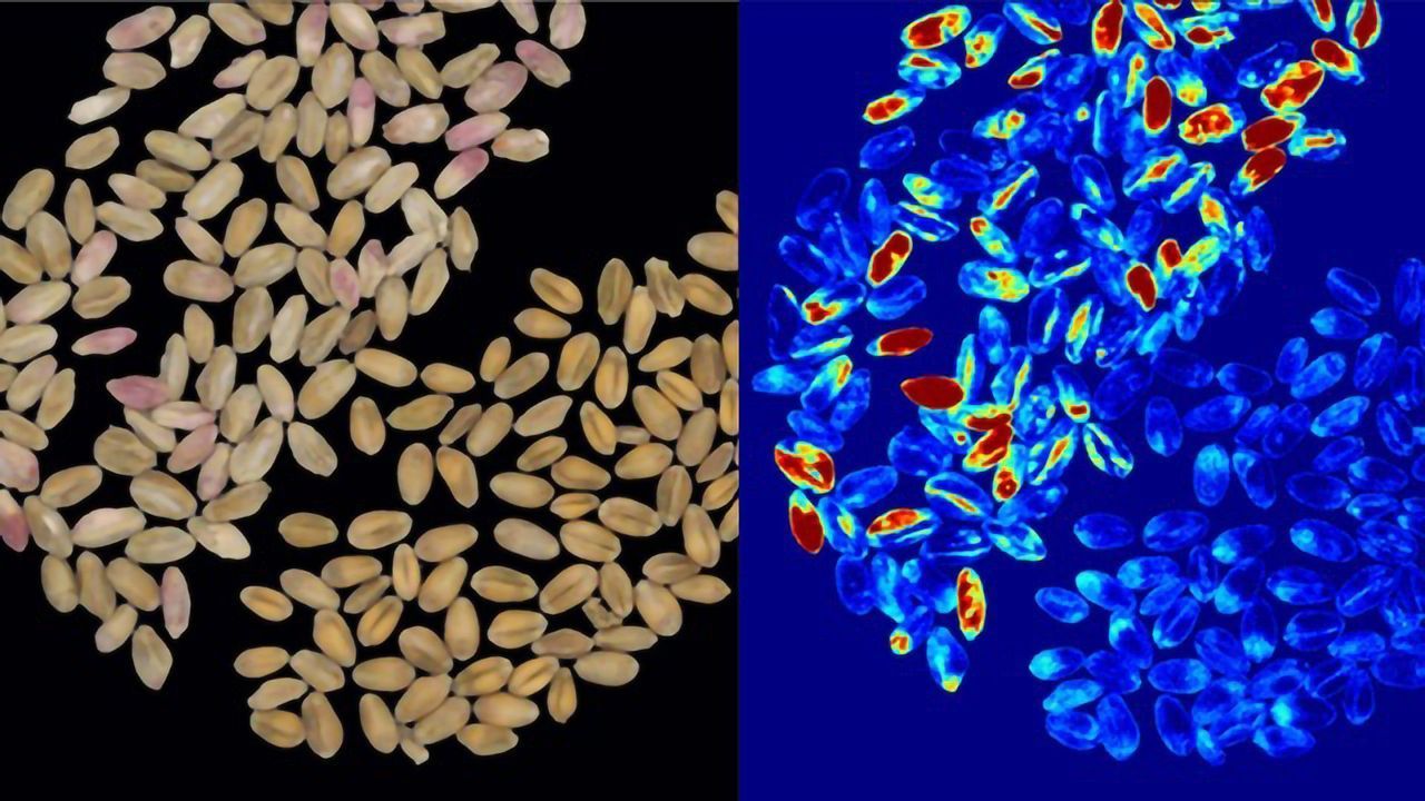 Rapid Determination of Surface Colour, Texture, Shape & Size