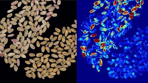 Rapid Determination of Surface Colour, Texture, Shape & Size