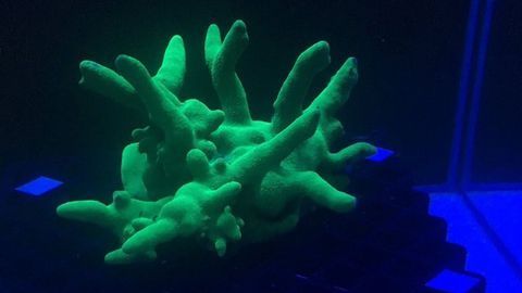 Coral Health Monitoring with Underwater Robots and Hyperspectral Imaging