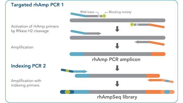 IDT Lowers Genomic Barriers with Powerful rhAmpSeq™ Targeted Sequencing System content piece image 