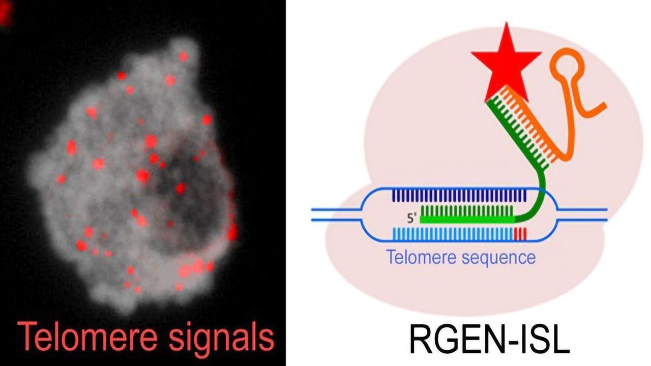Illuminating the Genome