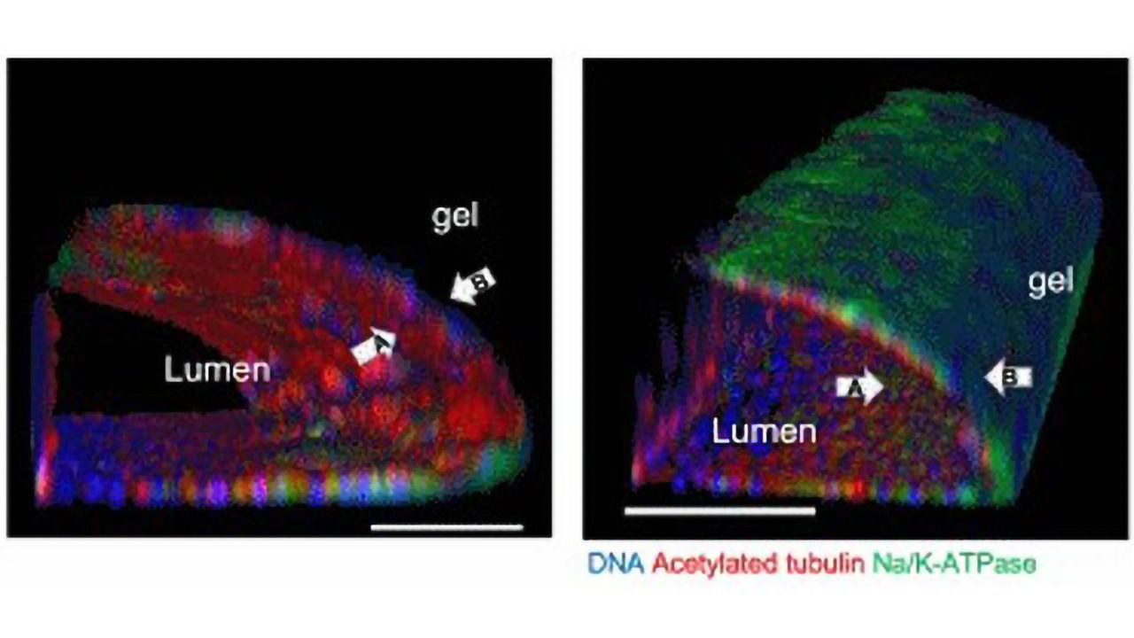 Adult Stem Cell-Derived Kidney-on-a-Chip in Nature Biotechnology
