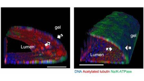 Adult Stem Cell-Derived Kidney-on-a-Chip in Nature Biotechnology