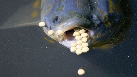 Why Insect Meal Will Be the New Feed for Animals in Aquaculture