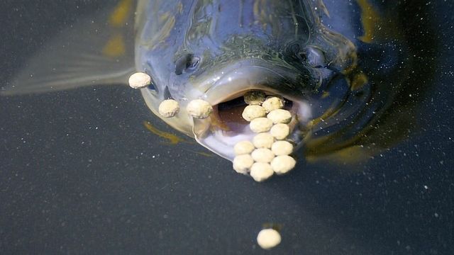 Why Insect Meal Will Be the New Feed for Animals in Aquaculture ...