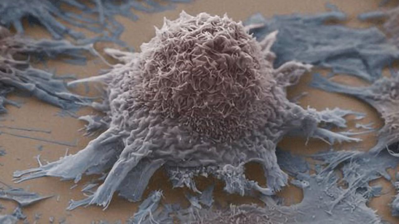 How the FAK Protein Activates Cell Migration