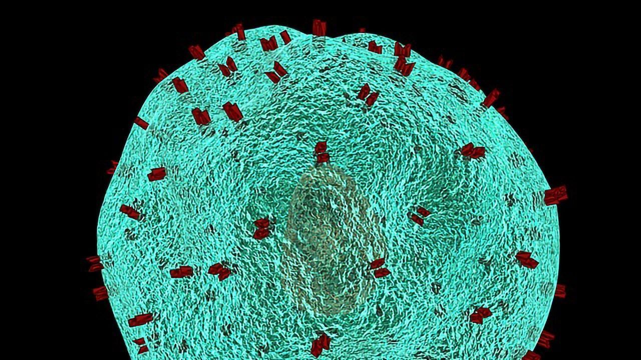 Guidelines for Expanding the Immune Cell Troops