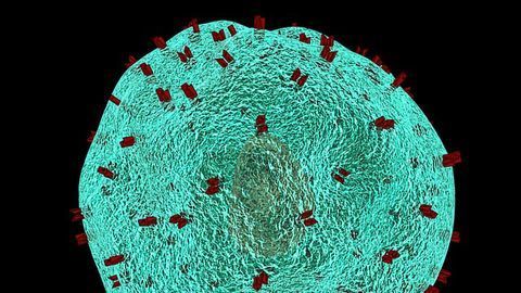Guidelines for Expanding the Immune Cell Troops
