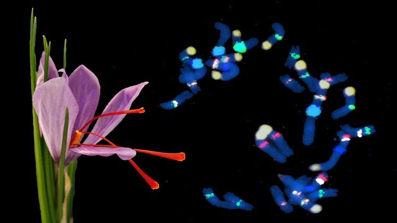 Luxurious Saffron's Genetic Myths Explained