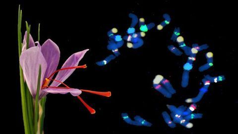 Luxurious Saffron's Genetic Myths Explained